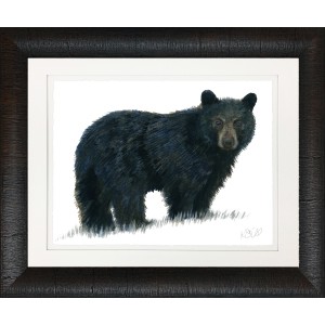 KS- BLACK BEAR 1